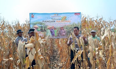 Jelang-Panen-Raya,-Polsek-Balongbendo-Pastikan-Lahan-Jagung-Tiga-Hektare-Siap-Dipanen